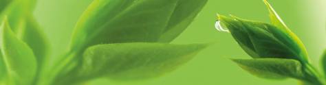 Изображение для скинали: Листья зеленого чая