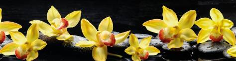 Изображение для скинали: Желтые крупные орхидеи