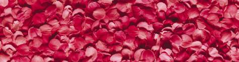 Изображение для скинали: Лепестки роз