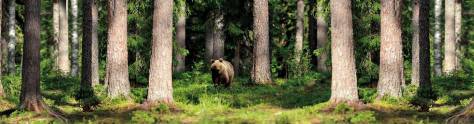 Изображение для скинали: Медведи в лесу